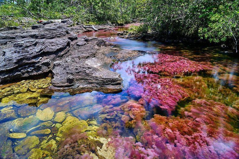 1024px-Caño_Cristales_(36895025205)