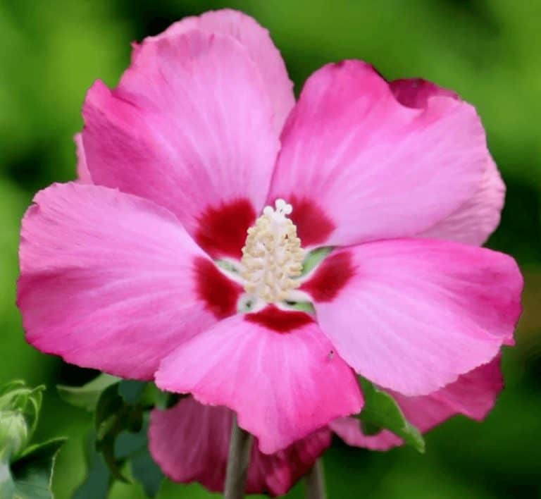 MENO CLUB _flower IMAGE
