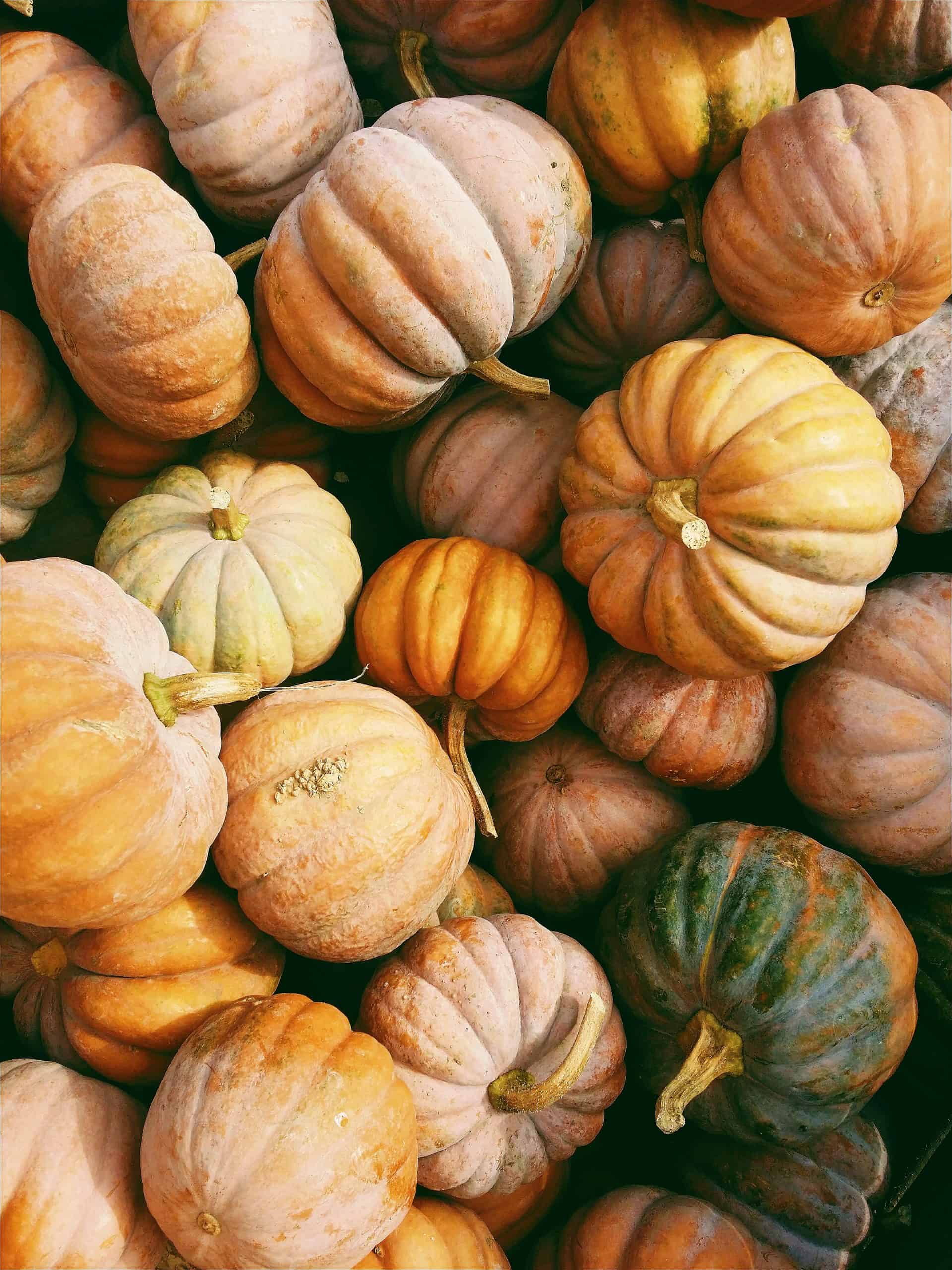 pumpkins