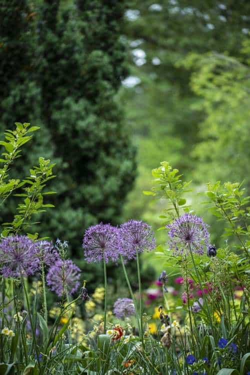 Chelsea Physic Garden