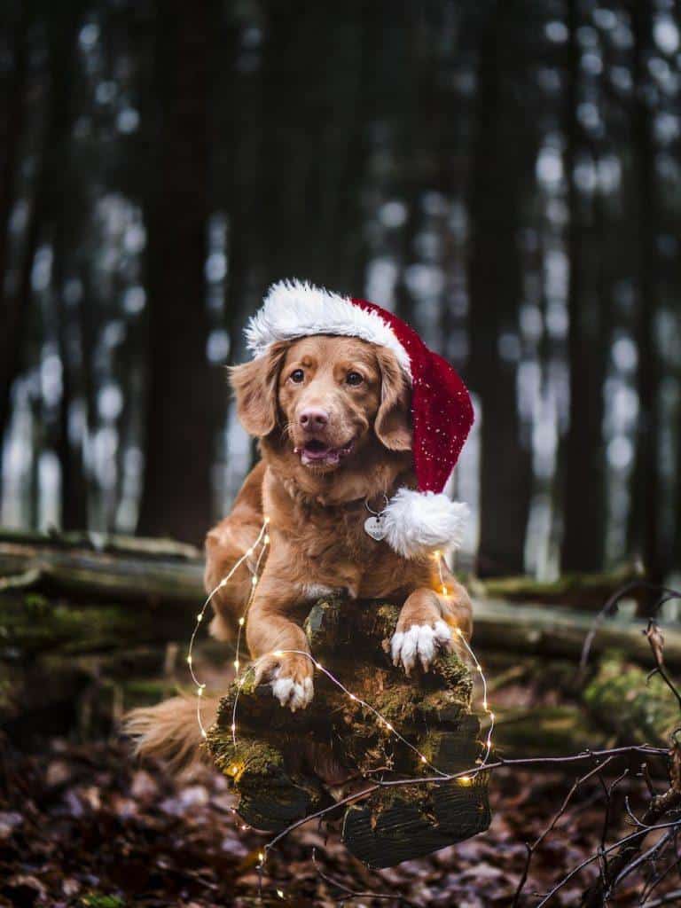 xmasdog